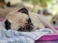 lovely white fat cute pug dog face close up laying resting on round pink plastic dog bed Royalty Free Stock Photo