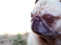 Lovely white fat cute pug portraits closeup relaxing on country home garden outdoor making funny face with blur background