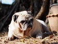 Lovely white fat cute pug portraits relaxing on country home garden outdoor Royalty Free Stock Photo