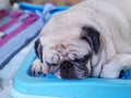 Lovely white fat cute pug portraits relaxing on country home garden outdoor making funny face Royalty Free Stock Photo