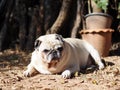 Lovely white fat cute pug portraits relaxing on country home garden outdoor Royalty Free Stock Photo