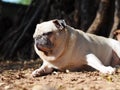 Lovely white fat cute pug portraits relaxing on country home garden outdoor Royalty Free Stock Photo