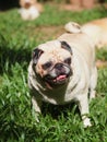 Lovely white fat cute pug portraits relaxing on country home green grass garden outdoor Royalty Free Stock Photo