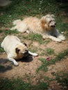 Lovely white fat cute pug portraits relaxing on country home green grass garden outdoor Royalty Free Stock Photo