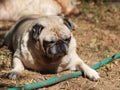 Lovely white fat cute pug portraits relaxing on country home green grass garden outdoor Royalty Free Stock Photo