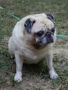 Lovely white fat cute pug portraits relaxing on country home green grass garden outdoor Royalty Free Stock Photo