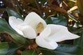 Lovely white flower