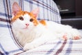 Lovely white and ginger color cat rests on a blanket in cozy apartment. Beautiful little home pet