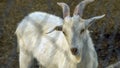 Lovely white goat. little white goats, cute and funny. Close-up