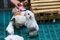 A lovely white guinea pig standing on two legs, with a woman\'s hand holding a bottle of milk. Pet shop rats and rabbits Royalty Free Stock Photo