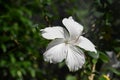 Lovely White Hibiscus Flower Blooming and Flowering