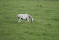 Lovely White Horse Grazing in a Field