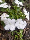 Lovely white impatiens in a Texas garden