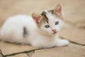 Lovely white kitten lies on a stone floor outdoor, cute small kitty closeup portrait Royalty Free Stock Photo