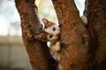Lovely white kitten play on a tree. Portrait of an cute domestic cat in game Royalty Free Stock Photo