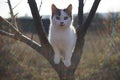 Lovely white kitten play on a tree. Portrait of an domestic cat in the garden Royalty Free Stock Photo