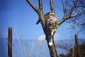 Lovely white kitten play on a tree. Portrait of an domestic cat in the garden. Royalty Free Stock Photo