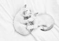 Lovely white kitten playing with each other. Cute little kittens relax on white blanket. Small cat. love and friendship Royalty Free Stock Photo