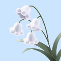 Lovely white lily of the valley