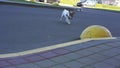 Lovely white pedigreed dog runs across wide asphalt road