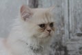 Lovely White Persian Cat sleep confused so cute at south of Thailand Royalty Free Stock Photo