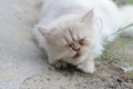 Lovely White Persian Cat sleep confused so cute at south of Thailand Royalty Free Stock Photo