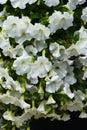Lovely white petunia flowers