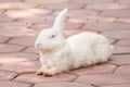 Lovely white rabbit