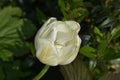 Lovely White Tulip Flower Blossom Blooming in a Garden Royalty Free Stock Photo