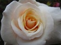 Lovely white-yellow summer rose at Queen Elizabeth Park Garden Royalty Free Stock Photo