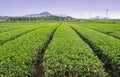 lovely tea plantation in green leading line perspective backed by blue sky and hill at far end as background Royalty Free Stock Photo