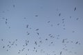 Lovely wild birds flying in sky live in urban environment