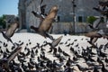 Lovely wild pigeons bird live in urban environment