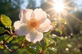 Lovely Wild Rose in Soft Bright Light Sunstar in the Background