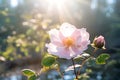 Lovely Wild Rose in Soft Bright Light Sunstar in the Background