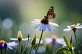 lovely wildflowers nature macro close-up of chamomile, purple wild peas, and butterfly in morning haze. Royalty Free Stock Photo