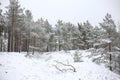 Lovely winter forest landscape view with pine trees covered with freshly snown snow