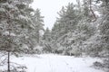 Lovely winter forest landscape view with pine trees covered with freshly snown snow