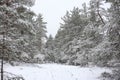 Lovely winter forest landscape view with pine trees covered with freshly snown snow