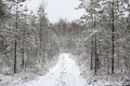 Lovely winter forest landscape view with pine trees covered with freshly snown snow Royalty Free Stock Photo