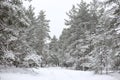 Lovely winter forest landscape view with pine trees covered with freshly snown snow