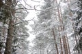 Lovely winter forest landscape view with pine trees covered with freshly snown snow