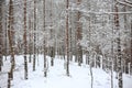 Lovely winter forest landscape view with pine trees covered with freshly snown snow