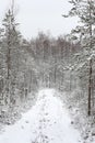 Lovely winter forest landscape view with pine trees covered with freshly snown snow