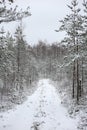 Lovely winter forest landscape view with pine trees covered with freshly snown snow