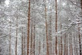 Lovely winter forest landscape view with pine trees covered with freshly snown snow