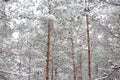 Lovely winter forest landscape view with pine trees covered with freshly snown snow