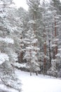 Lovely winter forest landscape view with pine trees covered with freshly snown snow