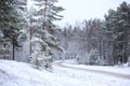 Lovely winter forest landscape view with pine trees covered with freshly snown snow