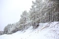 Lovely winter forest landscape view with pine trees covered with freshly snown snow
